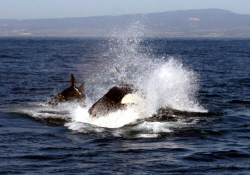 Monterey Bay Orca Hunt - towards the end of the lesson, t... by Dan Lee 